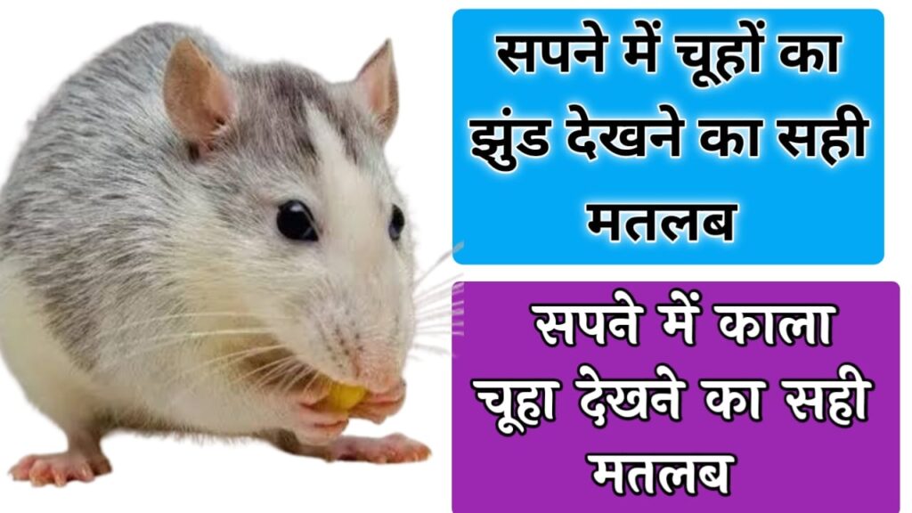 सपने में चूहों का झुंड देखना sapne me chuha ka jhund dekhna . sapne mein chuha dekhna