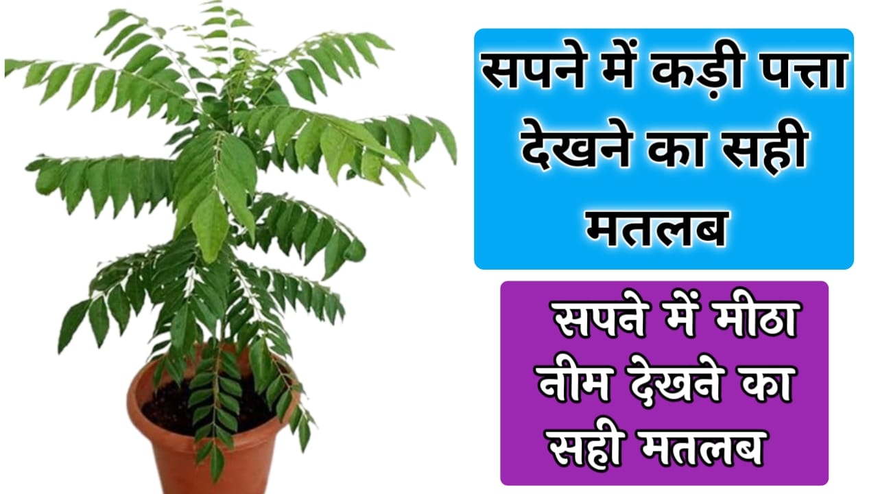 Read more about the article सपने में कड़ी पत्ता देखना sapne mein Kadi patta dekhna